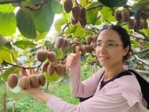 Dried kiwifruit slices for bulk supply and private label programmes