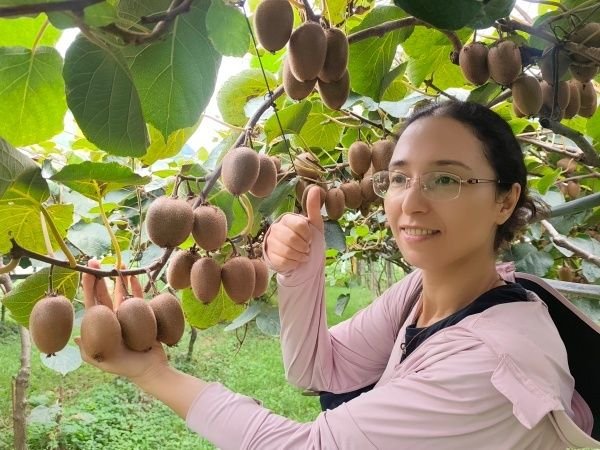 Dried kiwifruit slices for bulk supply and private label programmes
