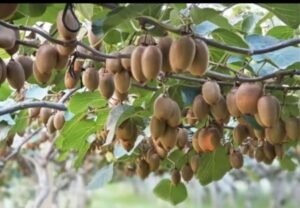 Kiwifruit hanging on the vine in a Zhouzhi orchard at the foot of the Qinling Mountains