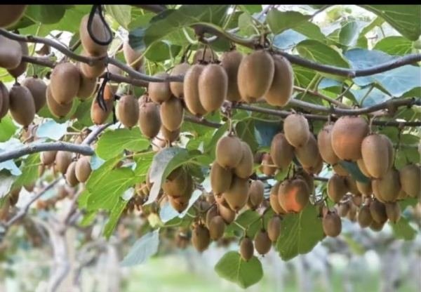 Kiwifruit hanging on the vine in a Zhouzhi orchard at the foot of the Qinling Mountains