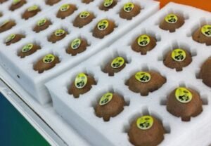 Fresh kiwifruit packed in export cartons for wholesale shipment
