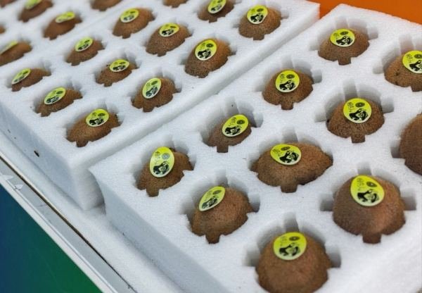 Fresh kiwifruit packed in export cartons for wholesale shipment