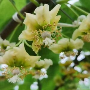 Kiwifruit Flower Pollen Kiwifruit flower, source of male pollen for orchard pollination