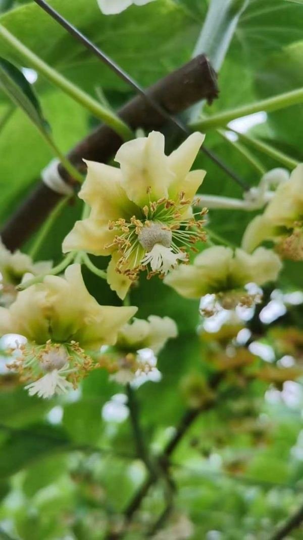 Kiwifruit Flower Pollen Kiwifruit flower, source of male pollen for orchard pollination