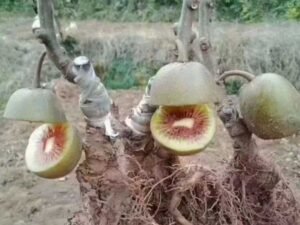 Kiwifruit seedling nursery under greenhouse cultivation
