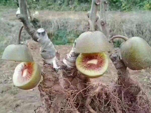 Kiwifruit seedling nursery under greenhouse cultivation