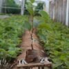 Virus-free grafted kiwifruit seedlings growing in a Zhouzhi nursery greenhouse