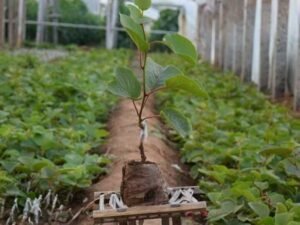 Virus-free grafted kiwifruit seedlings growing in a Zhouzhi nursery greenhouse