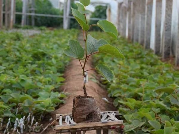 Virus-free grafted kiwifruit seedlings growing in a Zhouzhi nursery greenhouse