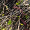 Established Kiwifruit Plants Established Kiwifruit Plants