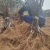 Established Kiwifruit Plants 2 Established Kiwifruit Plants