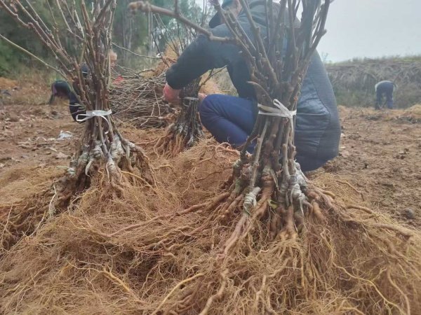 Established Kiwifruit Plants 2 Established Kiwifruit Plants