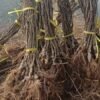 Grafted Kiwifruit Plants 1 Grafted Kiwifruit Plants
