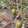 Grafted Kiwifruit Plants 2 Grafted Kiwifruit Plants