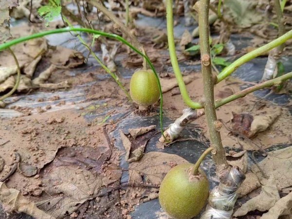 Grafted Kiwifruit Plants 2 Grafted Kiwifruit Plants