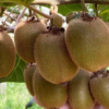 Hayward Kiwifruit bulk