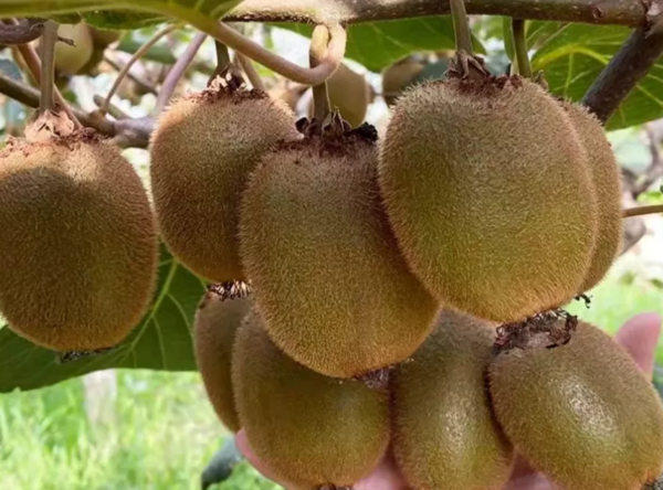 Hayward Kiwifruit bulk