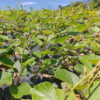 Kiwifruit Plants