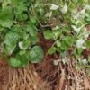 Kiwifruit Seedlings