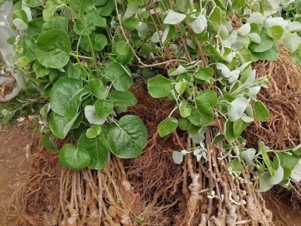 Kiwifruit Seedlings