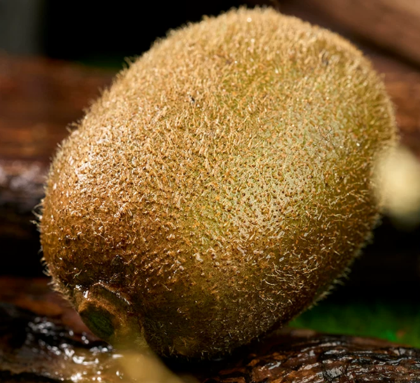 cuixiang kiwi 1 Cuixiang Kiwifruit(Green Flesh)