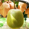 Hongyang Kiwifruit (Red Flesh)
