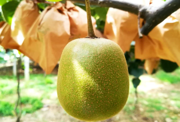 Hongyang Kiwifruit (Red Flesh)