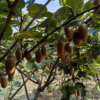 Jinfu Kiwifruit(Green Flesh)