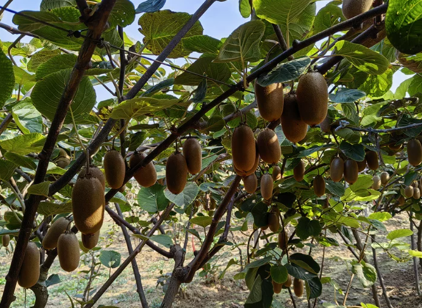 Jinfu Kiwifruit(Green Flesh)