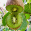 Jinfu Kiwifruit(Green Flesh)
