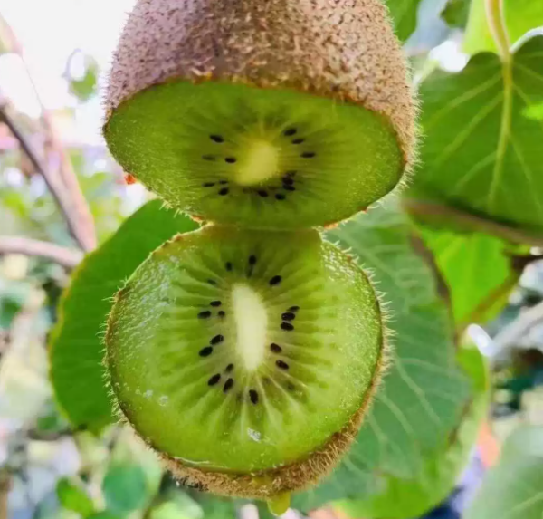 Jinfu Kiwifruit(Green Flesh)